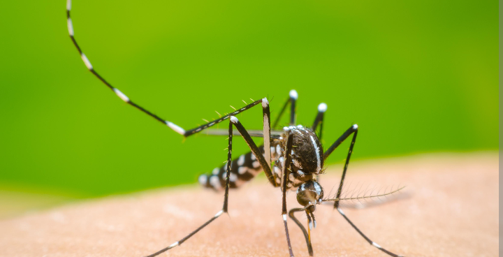 ¿Qué hacer cuando un familiar contrae dengue? /#Reportaje